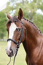 Extreme closeup of a domestic saddle horse on a rural animal farm. Portrait of an angloarabian chestnut colored stallion against