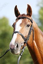 Extreme closeup of a domestic saddle horse on a rural animal farm. Portrait of an angloarabian chestnut colored stallion against