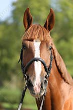 Extreme closeup of a domestic saddle horse on a rural animal farm. Portrait of an angloarabian chestnut colored stallion against