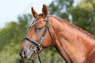 Extreme closeup of a domestic saddle horse on a rural animal farm. Portrait of an angloarabian chestnut colored stallion against