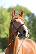 Extreme closeup of a domestic saddle horse on a rural animal farm. Portrait of an angloarabian chestnut colored stallion against