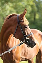Extreme closeup of a domestic saddle horse on a rural animal farm. Portrait of an angloarabian chestnut colored stallion against