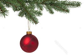 Red Christmas bauble hanging on pine tree