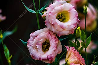 Blooming Eustoma grandiflorum