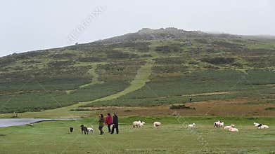 Dog walking in Dartmoor devon
