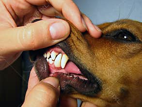 Dog teeth
