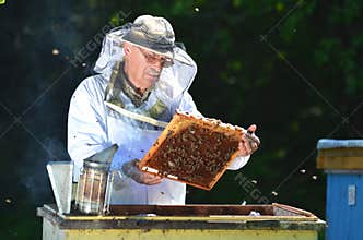 Beekeeper making inspection in apiary