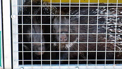 A pair of porcupines in a cage at a zoo close-up. A shelter for injured animals. Herbivorous mammals. High quality 4k