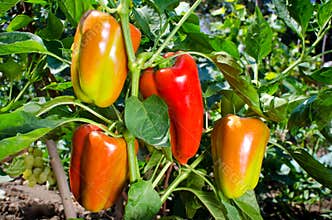 Sweet orange bell peppers