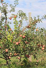 Apple Tree with Stakes
