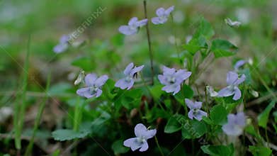 Violet flower forest blooming in spring. The first spring flower, purple. Wild violets