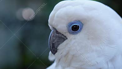 Portrait Yellow crested cockatoo a medium sized cockatoo with white plumage, bluish white bare orbital skin, grey feet