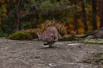 Cougar (Puma concolor)