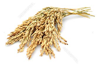 Rice stalks