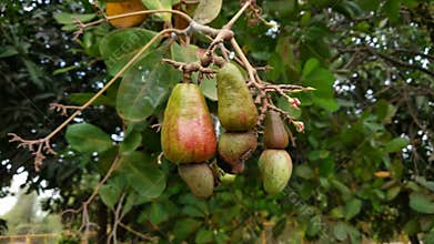 raw cashew fruits on the tree