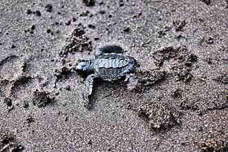 Wildlife in El Salvador: An Olive ridley sea turtle hatchling is seen moving towards the Ocean