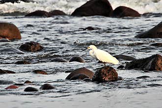 Wildlife in Guatemala: A Snowy egret is seen foraging on a beach in El Salvador
