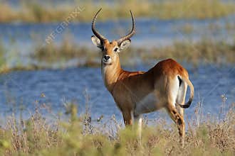 Red lechwe antelope