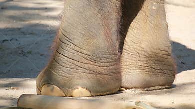 This video highlights closeups of an elephants feet and their grace