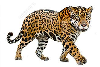 Leopard wildcat clipart, jaguar isolated on transparent background