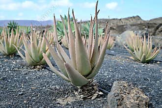 Organic Aloe Vera Being Cultivated on Lanzarote Island in the Canaries