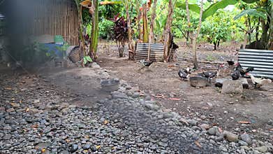 Pet chickens and ducks are roaming around the yard in the morning