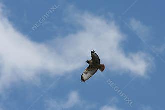 Red-tailed Hawk in flight