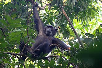 Male chimpanzee on a tree