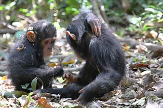 Young chimpanzees playing