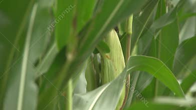Detail of maize crop