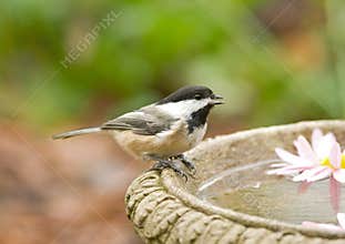Black-capped Chickadee at Bird Bath