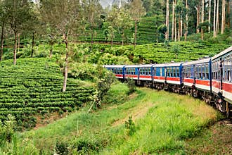 Train and tea plantation in Sri Lanka. Nuwara Eliya, Ella or Kandy. Country rail travel and tourism.