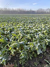 Frosted field of brassica plants