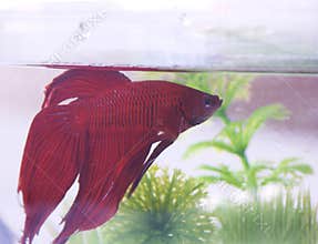 Fighter-fish#3