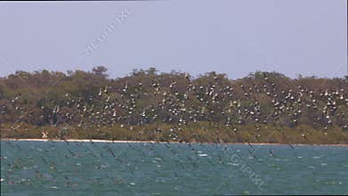 A large flock of migratory shorebirds flying in formation