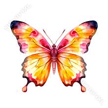 Colorful butterfly watercolor illustration, isolated on white background.