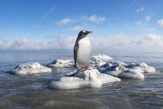 Antarctica Gentoo Penguin, Ice, Wildlife
