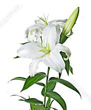 Lily isolated