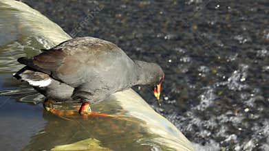 A Dusky Moorhen balancing on the edge of a waterfall to get food
