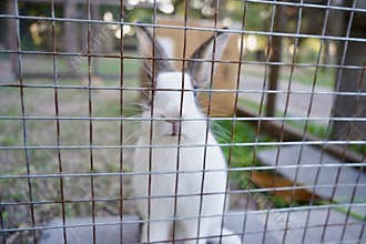 Rabbit sitting rabbit hutch , Close up lovely bunny eating rabbit on the green background.