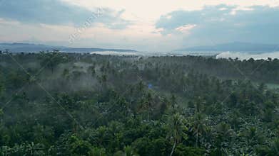 Tropical forest with trees in slight mist at morning dawn
