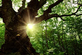 Old tree in the forest