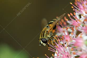 Syrphidae