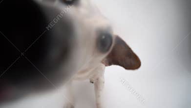 Dog licking the screen. White studio Video footage hungry pet licking off the screen