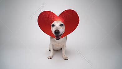 Dog love. Romantic love theme studio video footage on white background