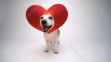 dog Jack Russell terrier standing on white in red heart shaped decoration on the head looking at camera and smiling