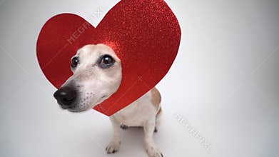 dog Jack Russell terrier in red heart shaped decoration on the head looking at camera