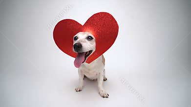 Smiling romantic dog in red heart decoration on the head sitting on white background looking at camera and smiling