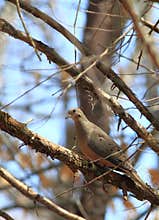 Mourning Dove in Woods