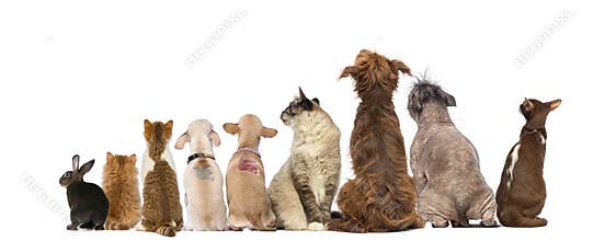 Rear view of a group of pets, Dogs, cats, rabbit, sitting